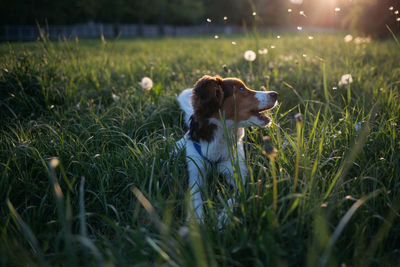 Dog lying on grass in field