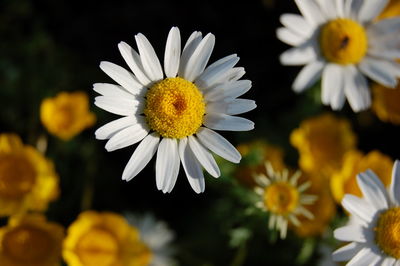 Close-up of white daisy blooming outdoors