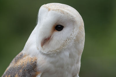 Head shot of a barn owl with a green background