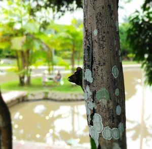 Close-up of lizard on tree trunk