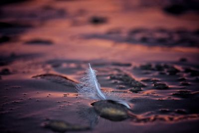 Close-up of feather on dry land