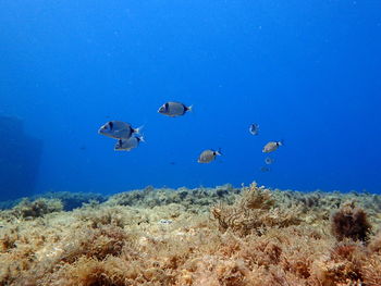 View of fishes swimming in sea