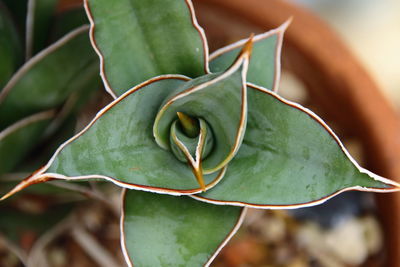 Close-up of plant