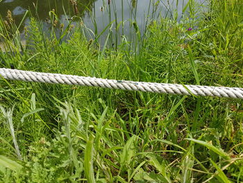 High angle view of rope on grass