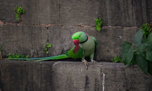 High angle view of parrot