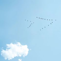 Low angle view of birds flying in sky