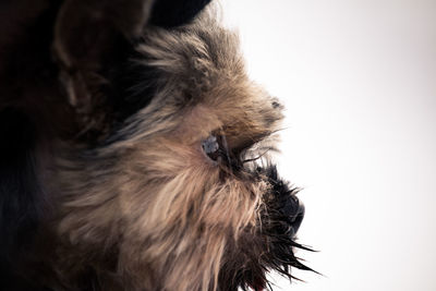 Close-up of dog against sky