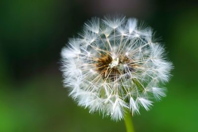 Close-up of dandelion flower