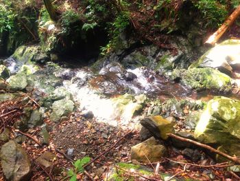 Close-up of waterfall in forest