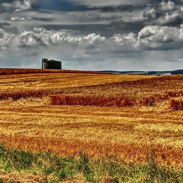 field, sky, rural scene, agriculture, landscape, cloud - sky, farm, tranquil scene, crop, cloudy, tranquility, cloud, scenics, nature, beauty in nature, building exterior, built structure, growth, architecture, cultivated land