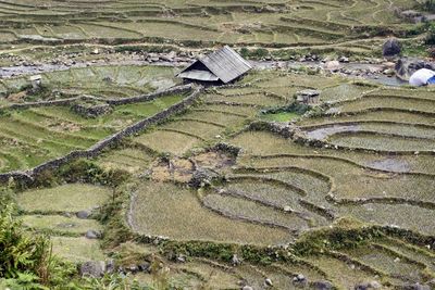 High angle view of rice field