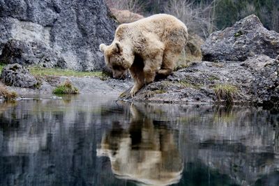 Sheep on rock by water