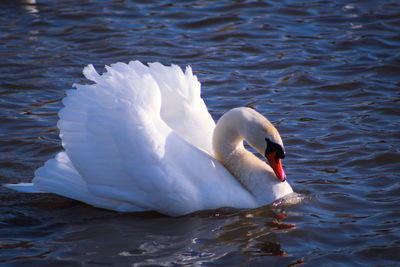 Swan swimming in lake