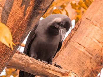 Close-up of bird perching on tree trunk