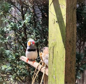 Birds perching on tree trunk