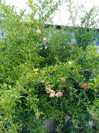 Close-up of flowers blooming on tree