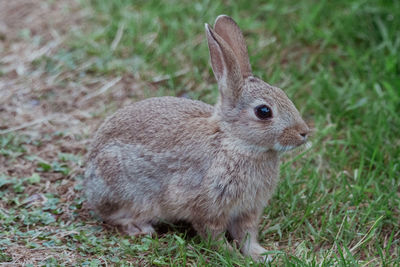 Close-up of a rabbit on land