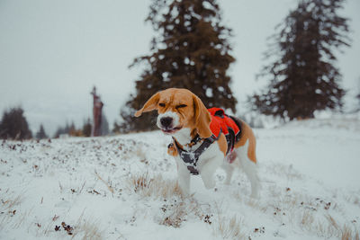 Dog on snow covered land