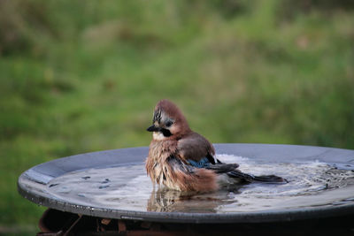 Close-up of jay in water