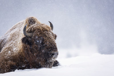 View of an animal on snow covered land