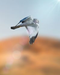 Low angle view of bird flying against sky during sunset