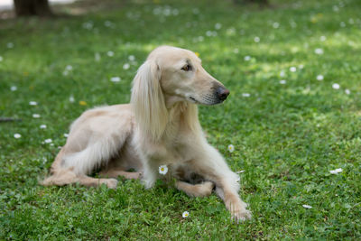 Close-up of dog sitting on field