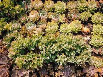 Close-up of plants