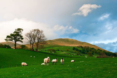 Sheep grazing on grassy field against cloudy sky