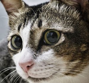 Close-up portrait of a cat