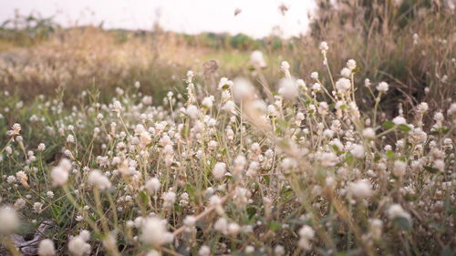 Close-up of plants growing on field