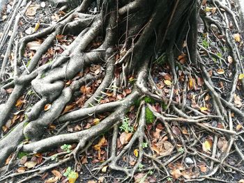 High angle view of tree roots on field