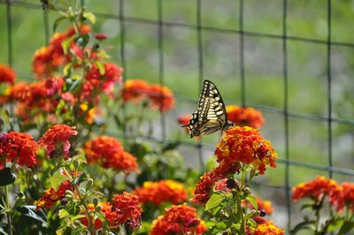 Close-up of butterfly on flowers