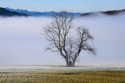 Bare tree on snow covered field against sky