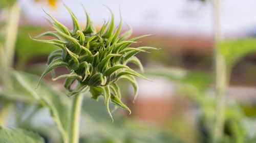 A green petite sepal of baby sunflower blooming