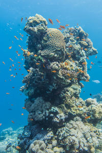 Close-up of fish swimming in sea