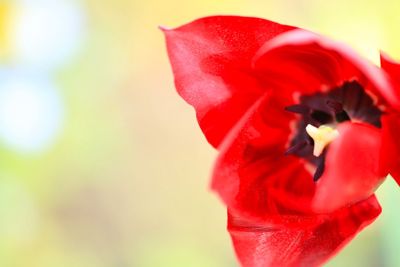 Close-up of red rose flower