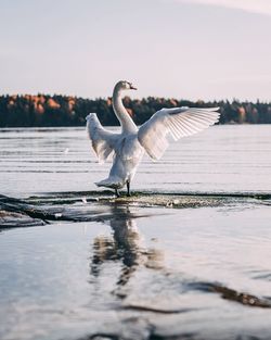 Birds flying over lake against sky