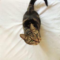 High angle view of cat on bed