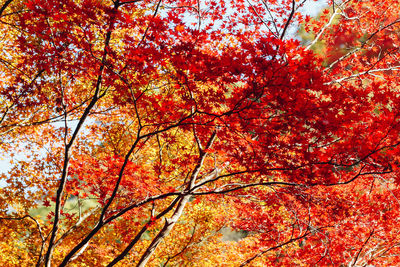 Low angle view of maple tree