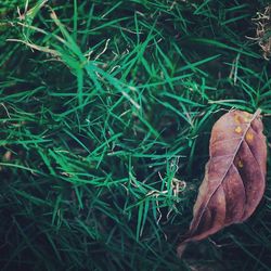 Close-up of dry leaf on field during autumn