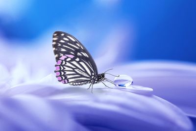 Close-up of butterfly on purple flower
