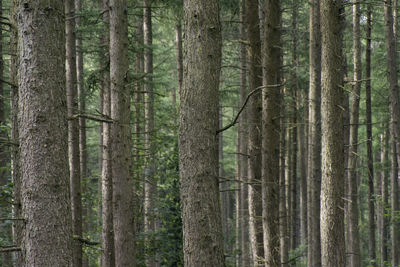 Parallel tree trunks standing in a forest