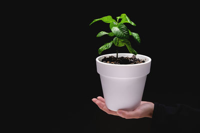 Close-up of potted plant