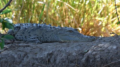 Crocodile in the sun