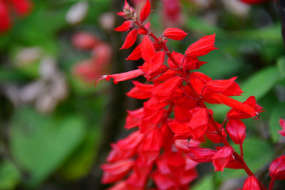 Close-up of red flowers