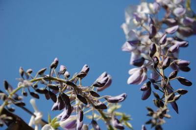 Close-up of purple  wisteria  blossom against blue sky