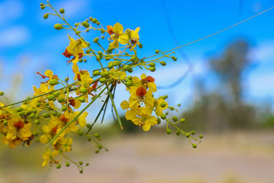 Low angle view of yellow flowering plant against sky