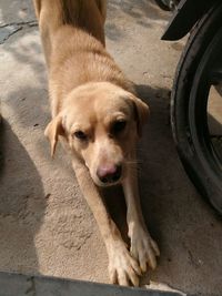 Portrait of dog relaxing on street in city