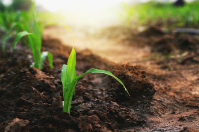 Close-up of small plant growing on field