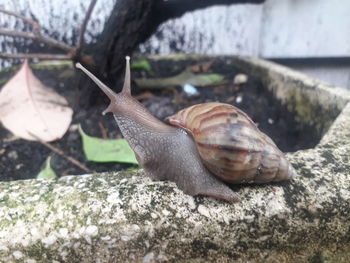 Close-up of snail on rock